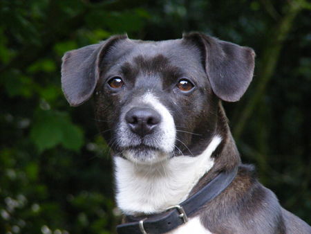 Jack-Russell-Terrier Joey