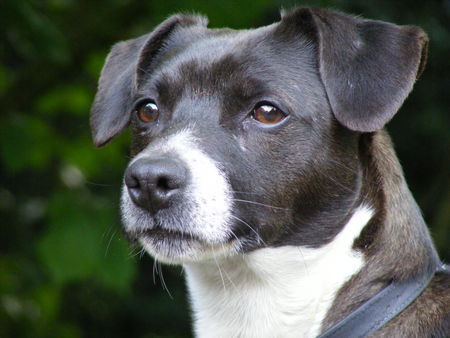 Jack-Russell-Terrier Joey