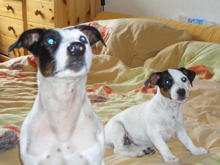 Jack-Russell-Terrier hallo ich bin der starski und die kleine neben mir meine tochter aisha,sie sucht noch ein zu hause.bitte melden unter 01744661484