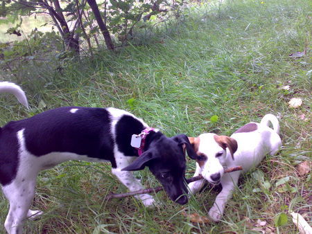 Jack-Russell-Terrier Alica und July beim Spielen