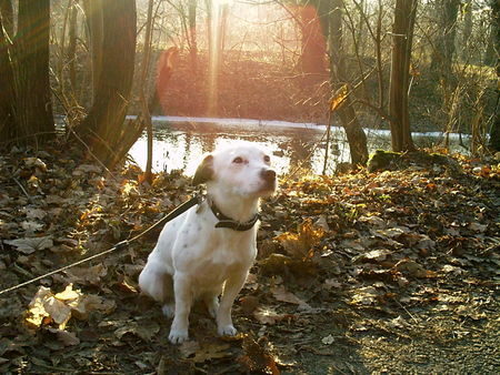 Jack-Russell-Terrier Schöner Tag