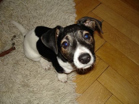 Jack-Russell-Terrier Was machst denn duuuu???