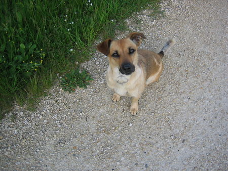 Jack-Russell-Terrier Ashanti