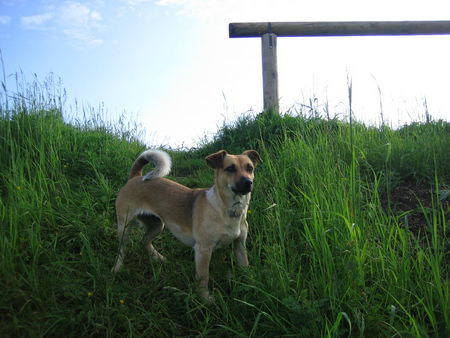 Jack-Russell-Terrier Ashanti