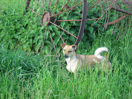 Jack-Russell-Terrier Ashanti