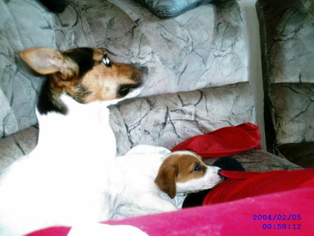 Jack-Russell-Terrier Axa und Klein-Gizmo 