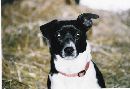 Jack-Russell-Terrier Barni Schokobär 