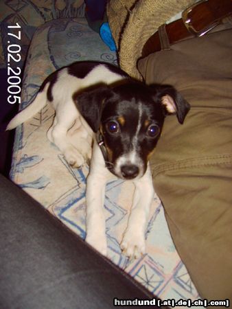 Jack-Russell-Terrier Unsere Becca!