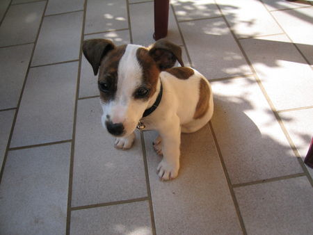 Jack-Russell-Terrier Ist unsere Biene nicht niedlich?