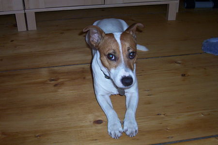 Jack-Russell-Terrier Bandit