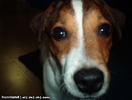 Jack-Russell-Terrier Timmi