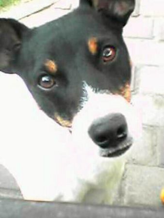 Jack-Russell-Terrier Timmy, 2 Jahre