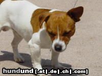 Jack-Russell-Terrier Timmy,und ich tue mich Sonnen,tut das gut.