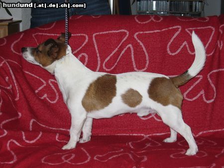 Jack-Russell-Terrier