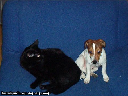 Jack-Russell-Terrier Mein lieber Timmy (JRT) und meine liebe Gerddi (Katze)