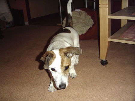 Jack-Russell-Terrier