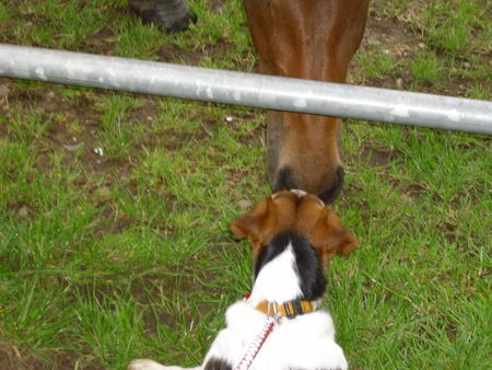 Jack-Russell-Terrier Meine erste Begegnung mit einem Pferdchen