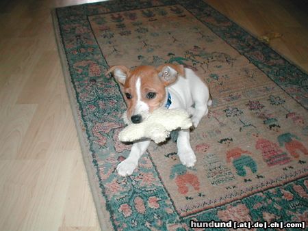 Jack-Russell-Terrier ich will doch nur spielen