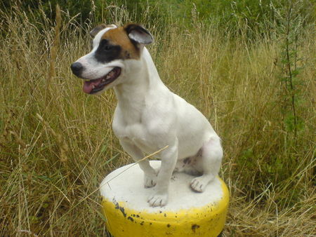 Jack-Russell-Terrier Das buddy unser 14 monate alter Jack-Russell Rüde 