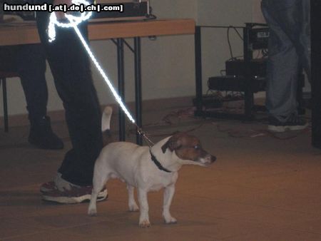 Jack-Russell-Terrier Auf der Ausstellung