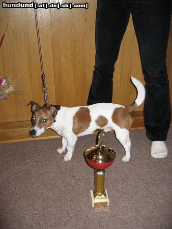 Jack-Russell-Terrier Chucky- 