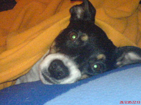 Jack-Russell-Terrier