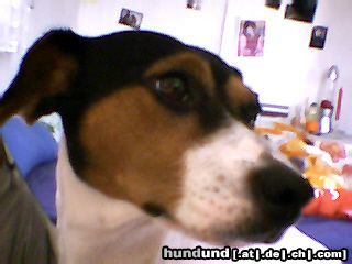 Jack-Russell-Terrier Meine Jeannie