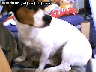 Jack-Russell-Terrier Meine Jeannie part2