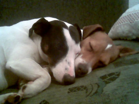 Jack-Russell-Terrier starski und nelli