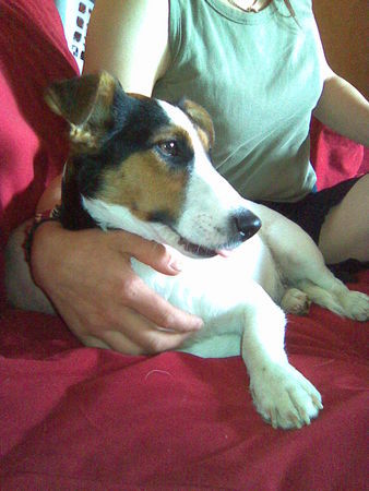 Jack-Russell-Terrier Pinu gemütlich auf dem Sofa