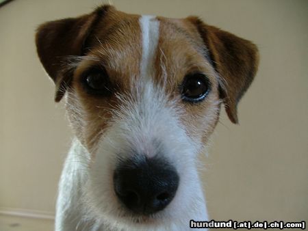 Jack-Russell-Terrier Shiva