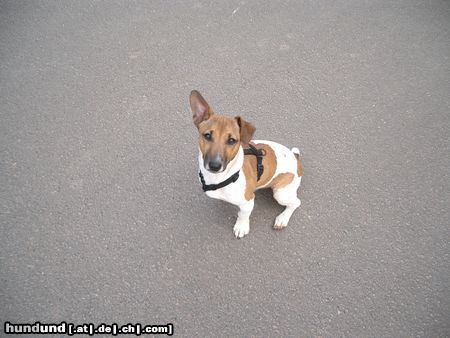 Jack-Russell-Terrier Odie