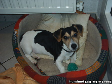 Jack-Russell-Terrier Hallo! Ich finde Jack Russells richtig toll 