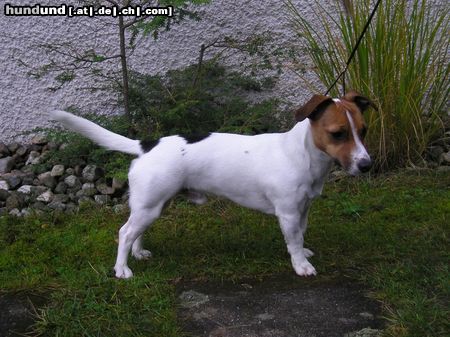 Jack-Russell-Terrier JRT Dino im Stand rechts