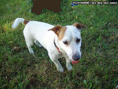 Jack-Russell-Terrier Bim auf einer Herbstwiese