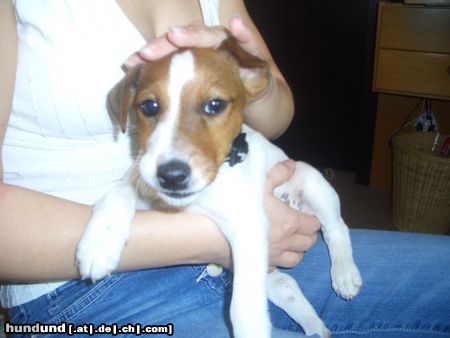 Jack-Russell-Terrier maya 9wochen alt