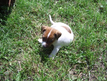 Jack-Russell-Terrier nellis russelbande,Alex der einzige der wie nelli aussieht