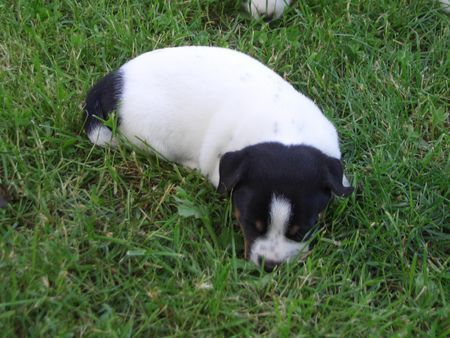 Jack-Russell-Terrier nellis russelbande,noch mal Akim in der üblichen pose