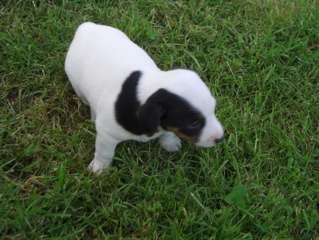 Jack-Russell-Terrier nellis russelbande,die antonia