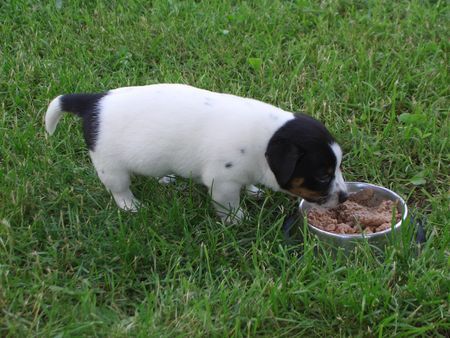 Jack-Russell-Terrier nellis russelbande,der Akim der letzte im wurf aber am käftigsten