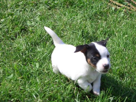 Jack-Russell-Terrier nellis russelbande,die Aischa