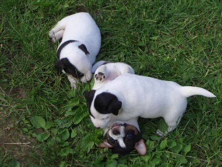 Jack-Russell-Terrier nellis russelbande,das erste mal drausen