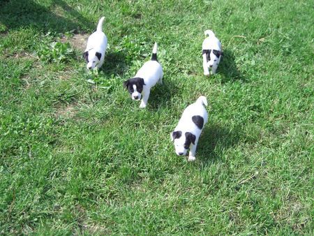 Jack-Russell-Terrier nellis russelbande