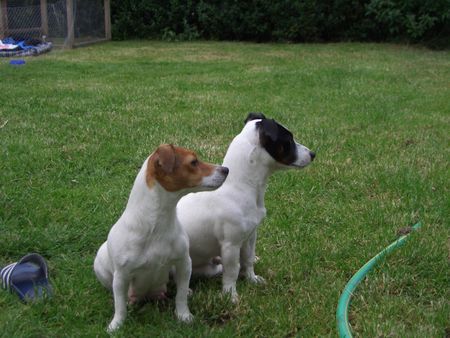 Jack-Russell-Terrier nellisrusselbande papa starski und mama nelli die stoltzen eltern 