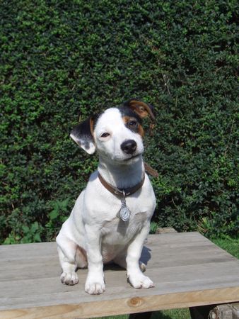 Jack-Russell-Terrier alexis mit 4 monaten