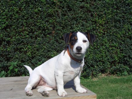 Jack-Russell-Terrier aisha mit 4 monaten