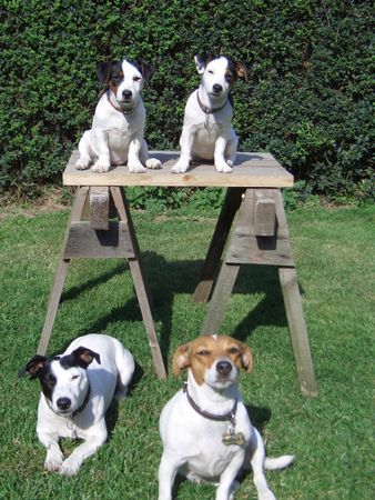 Jack-Russell-Terrier aisha,alexis,starski und nelli güssen alle ihre welpen