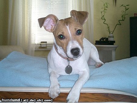 Jack-Russell-Terrier Leonie