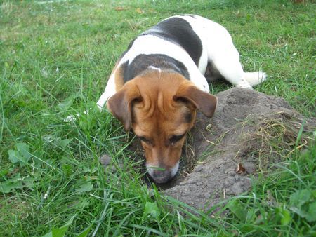 Jack-Russell-Terrier komm schon raus da!