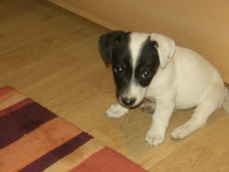 Jack-Russell-Terrier das ist mein hund nelly mit 8 wochen